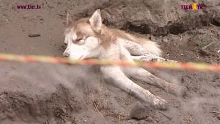 TIERTV Reportage mit Lars Walden quotDie Hundequäler vom HuskyHofquot [upl. by Selwin]