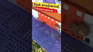 Sarıca güçlü kovana bir şey yapamaz [upl. by Norven]