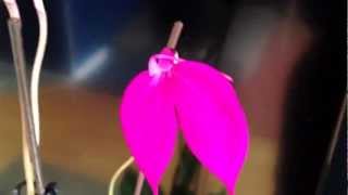 Masdevallia Coccinea Orchid Cuture and care [upl. by Akitahs]