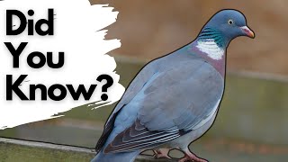 Things you need to know about WOOD PIGEONS [upl. by Levon]