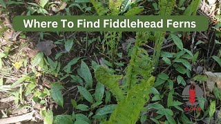 Where to Find Fiddlehead Ferns [upl. by Aydidey]