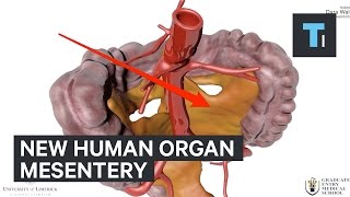 Why new human organ called mesentery is so important [upl. by Grassi]