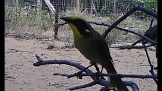 Yellowtufted honeyeater Lichenostomus melanops [upl. by Eyllek332]