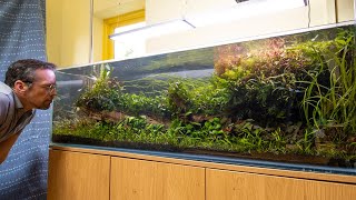 Relax with this 100 gallon Jungle Aquascape [upl. by Couture]