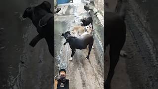 danger attack Pitbull veerall Pitbull vs 2 dog fightfightingdogpitbullviral [upl. by Nawiat]