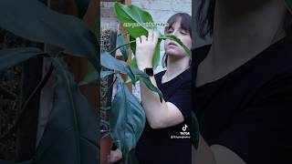 Watch full video ⬆️ plantcollection update walkthrough tour plants houseplants pest bad [upl. by Enyalaj969]