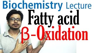 Beta oxidation of fatty acids  Fatty acid metabolism lecture 1 [upl. by Suilenroc]