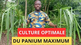 Technique de culture optimisées pour le panicum maximum [upl. by Nick]