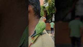 Love Bird Temlovebirds birdlovers [upl. by Bar]