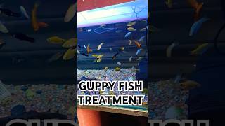 GULPY FISHguppyfishguppyguppiesfypシ゚viralfypviralvideoviralshortguppyfishcullingaquarium [upl. by Arakihc125]