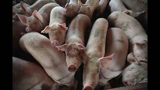 Smithfield Foods to close dozens of Missouri hog farms [upl. by Iverson400]