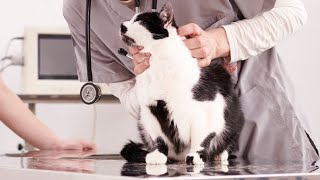 Fibrosarcoma nel gatto come riconoscerlo e curarlo Ne parla la Drssa Elisabetta Merlin [upl. by Nytsuj]