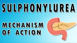 Sulfonylureas Mechanism and Side Effects [upl. by Ertha]