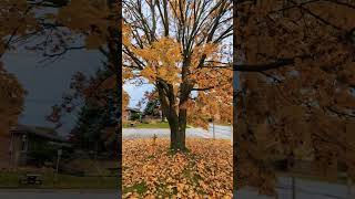 Fall Vibes  Oshawa  ONCanada🇨🇦 ViralVideo viral highlights following torontocanada everyone [upl. by Arvin]