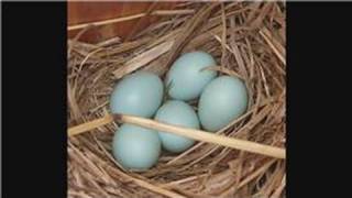 Bluebirds  How Many Eggs Does a Bluebird Lay [upl. by Houlberg]