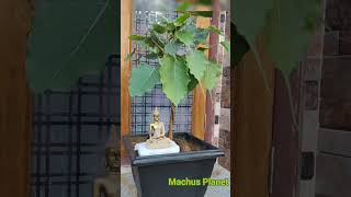 Peepal treeBodhi tree bonsai garden bonsai peepal bodhi budha plants indoorplants indoor [upl. by Llehcar]