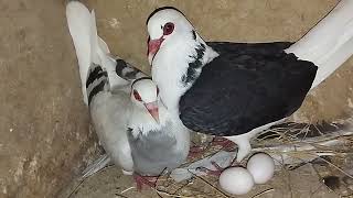 Franconian breeder pair  فرینکونین بریڈر جوڑا [upl. by Walrath]