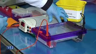 Quantification of Nucleic Acids by Gel Elect  Essentials of Genetics Practical  BIO505PTopic006 [upl. by Hawken]