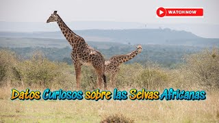 Datos Curiosos sobre las Selvas Africanas 🌿🦁 [upl. by Ellinnet]