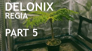 Delonix Regia Part 5 [upl. by Lachish]