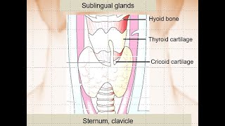 KORNeck US anatomy1sublingual gland vallecula pyriform sinus and parathyroid glands [upl. by Eardnoed]