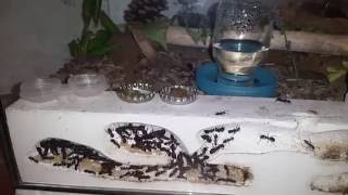 Ameisenfarm  Camponotus ligniperda 18  Die ganze Farm [upl. by Aneert]