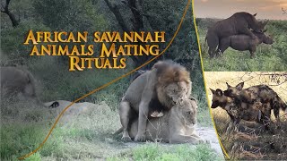 The African Savanna Animals Mating Rituals Captured in Realtime [upl. by Arocet383]