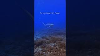 The Shark of Your Dreams sharks underwater videography shorts [upl. by Nibaj751]