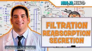 Renal  Filtration Reabsorption and Secretion Overview [upl. by Aes]