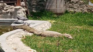 visita al zoológico de HuanchacoTrujillo  Perú [upl. by Eicul]