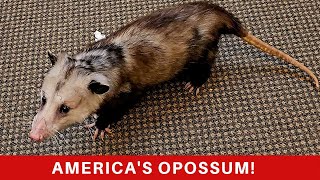 The opossum Everything you need to know about the northern most marsupial in the World [upl. by Atinoj416]