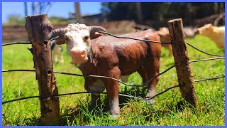 Fazenda de Brinquedo O TOURO HEREFORD FICOU PRESO NA CERCA E MUITO MAIS [upl. by Nnairb335]