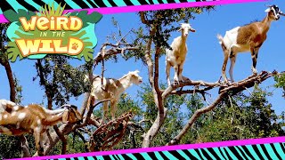 These Goats Climb Trees Like Its Their Job Because It Is  WEIRD IN THE WILD [upl. by Hurlow]