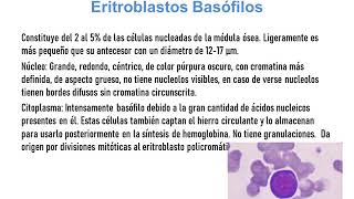 Hematopoyesis 4A LC M [upl. by Hobard]