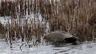 Gadwall [upl. by Walt973]