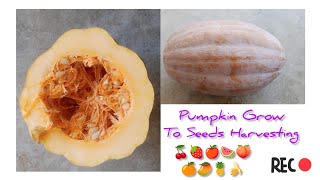 Pumpkin Grow To Seeds Harvesting  Within 40 Days [upl. by Adnot]