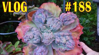 Echeveria FRILLIES COLD HARDY SUCCULENT amp NOT VLOG 188  Growing Succulents with LizK [upl. by Loraine]