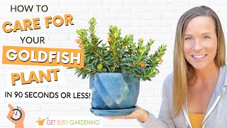 How To Care For Goldfish Plants [upl. by Howard]