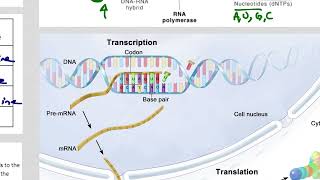 IB DP Biology SL review of Protein Synthesis [upl. by Gen]