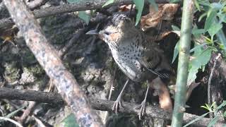 Rufous chinned Laughingthrush preening with home sounds [upl. by Allecram]