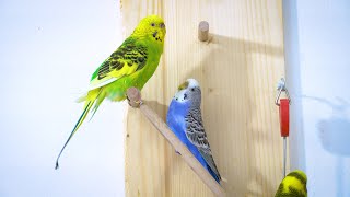 Budgie sounds to make them Sing  Budgie Happy Sounds [upl. by Sholes]