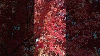 Impresionante otoño nature beautiful shorts youtubeshorts fyp [upl. by Gerrard357]