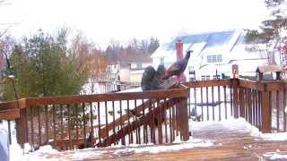 HAWK KILLS BLACKBIRD as Turkeys amp Squirrel on my deck watch [upl. by Anael]