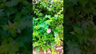 Nilkantha plantThunbergia erecta bush clock vine best flowering plant shorts youtubeshorts [upl. by Leund]