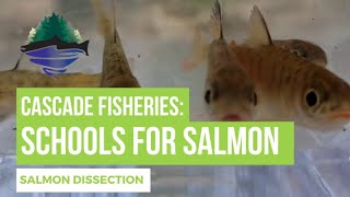 Schools for Salmon Salmon Dissection [upl. by Atinal]