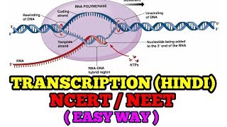 TRANSCRIPTION IN HINDI EASY WAY NCERTNEET [upl. by Pauletta809]