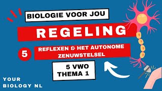 5 vwo  Regeling  5  Reflexen amp het autonome zenuwstelsel [upl. by Begga]