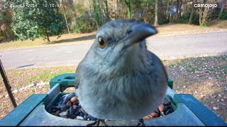 Northern Mockingbird  5 Dec 2024  Irmo SC [upl. by Teerprah]