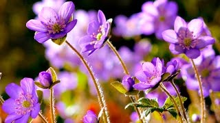 FLOWERS CAN DANCE Amazing nature Beautiful blooming flower time lapse video [upl. by Aidin130]