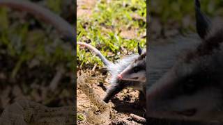 ZARIGÜEYA comiendo Serpiente CASCABEL 😱 [upl. by Triplett]